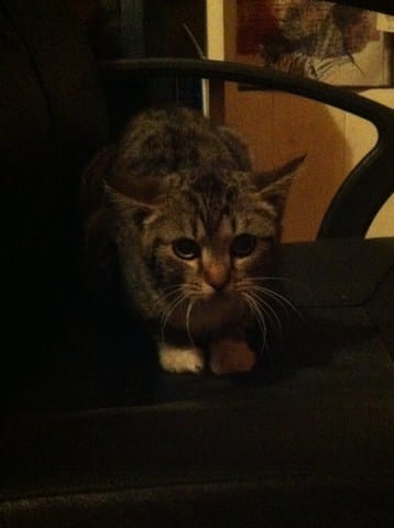 Pimousse, petit chaton en accueil. 