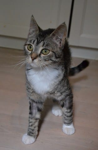Minette difficile niveau alimentation. Besoin de conseils !
