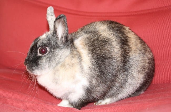 Yoko, un jeune lapin, va bientôt rejoindre la famille ! 