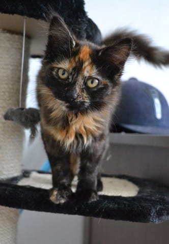 Help - comportement rebel du chaton.