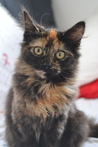 Perte des dents de lait chez le chaton