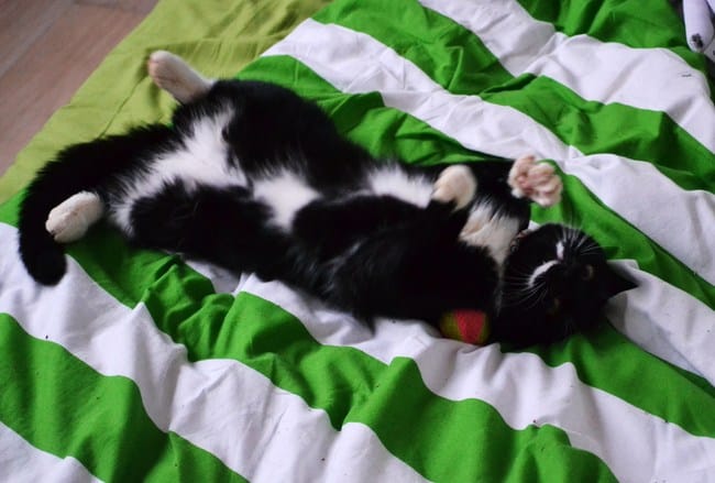 Luigi a tendance à utiliser ttop facilement ses griffes ! 