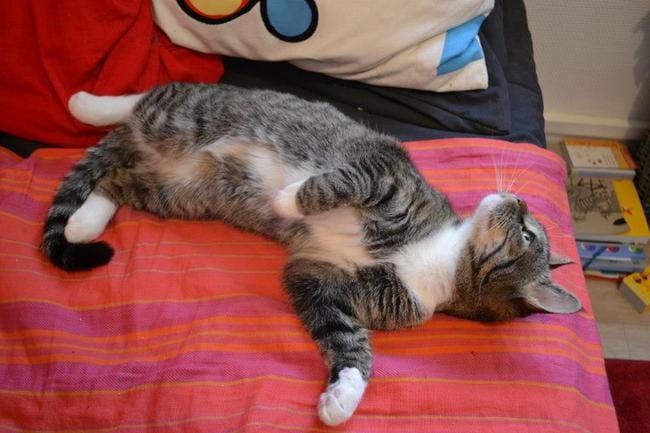 Des poils de chats PARTOUT ! 