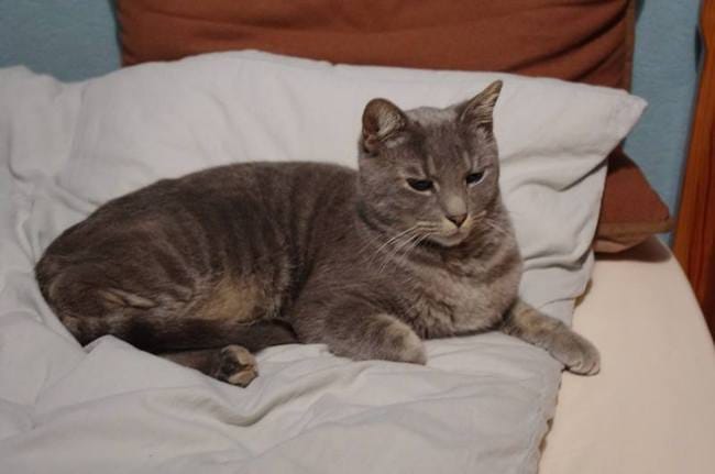 Toxoplasmose - Besoin de conseils pour rassurer une adoptante ! 