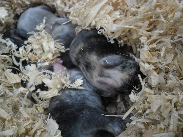 Ma lapine a eu des lapereaux !