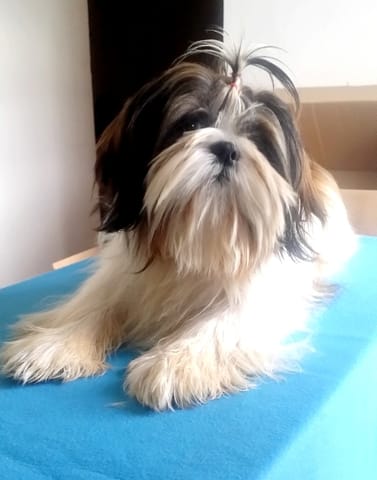A réserver shih tzu parents lof