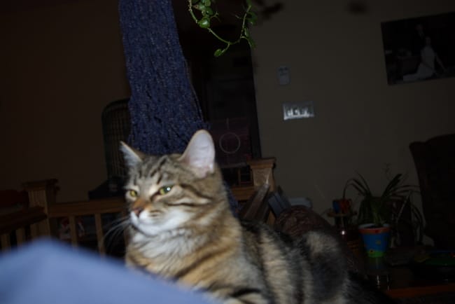 Ma chatte Flycka a peur !