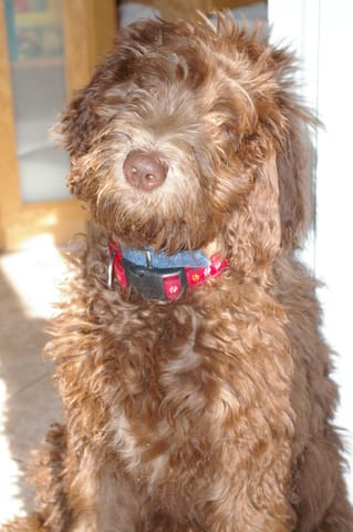 Stérilisation pour ou contre 