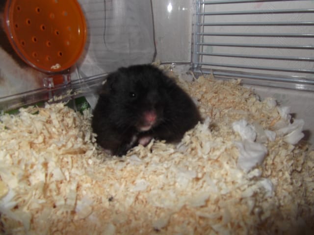 Mon hamster angora