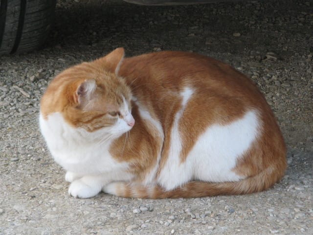  Une petite chatte trouvé !