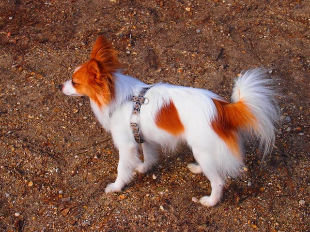 Doute sur la race de ma chienne