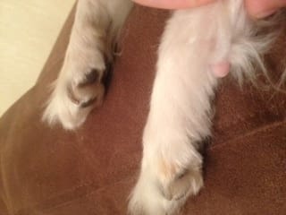 Petite boule rose sur les pattes