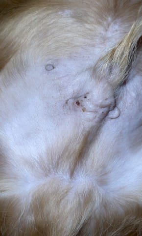 Mein Hund hat schwarze Punkte am Bauch in der Nähe vom Pimmel, was ist das?