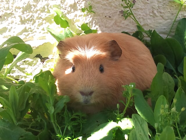 Biscuit!Mon cochon d'inde!