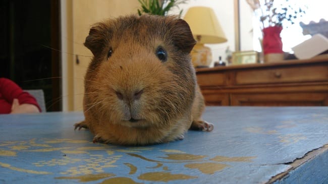 Rubis!Mon cochon d'inde!