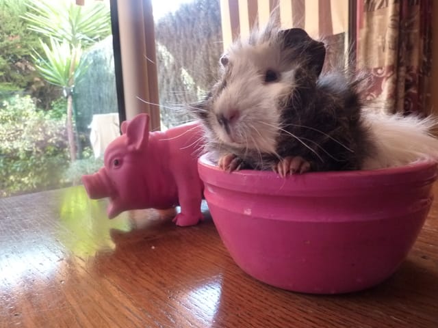 Mes cochons d'inde cuys