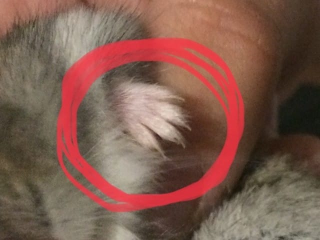 question ongle hamsters