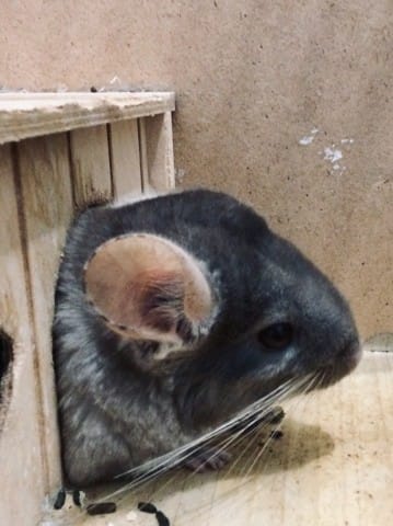 doute sur mes chinchillas