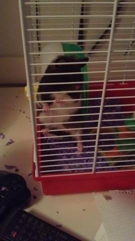J'ai poeur d'un comportement que mon hamster viens d'avoir...