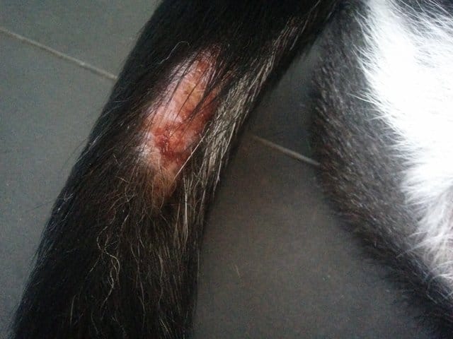 Plaque sur la queue de mon chien