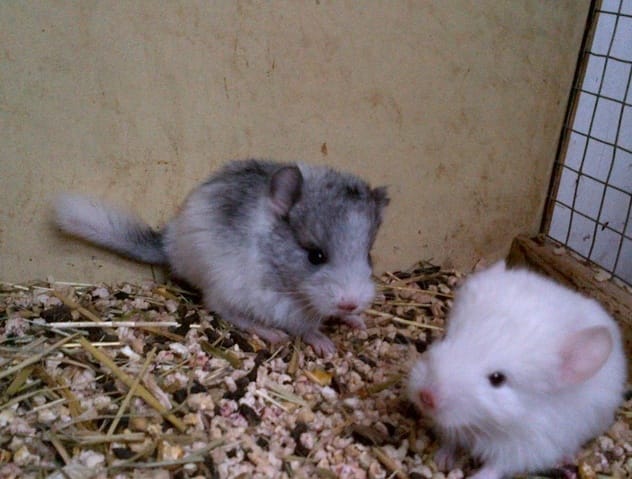 Bébés chinchillas