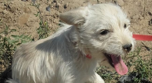 de quelle race est ce chiot