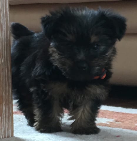De quelle race est-ce chiot ?