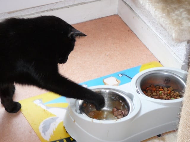 Votre chat mange-t-il avec ses pattes?