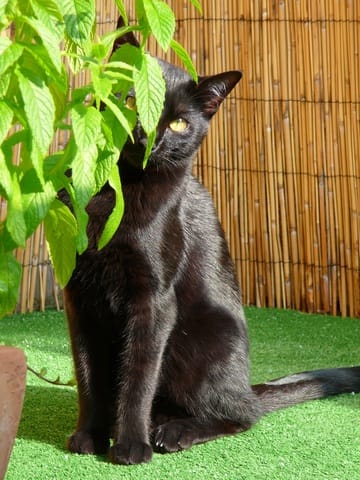 Rêvez-vous de votre chat?