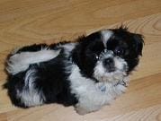 Ma chienne mange tout en promenade, que faire ?