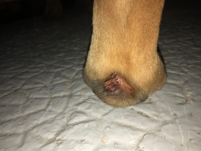 GROSSEURS PATTES ARRIÈRES (Orteils et Coussinets)