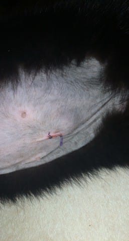 Avis cicatrisation suite à une stérilisation