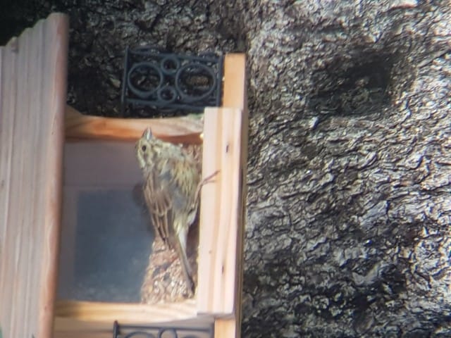 Quel est cet oiseau ?