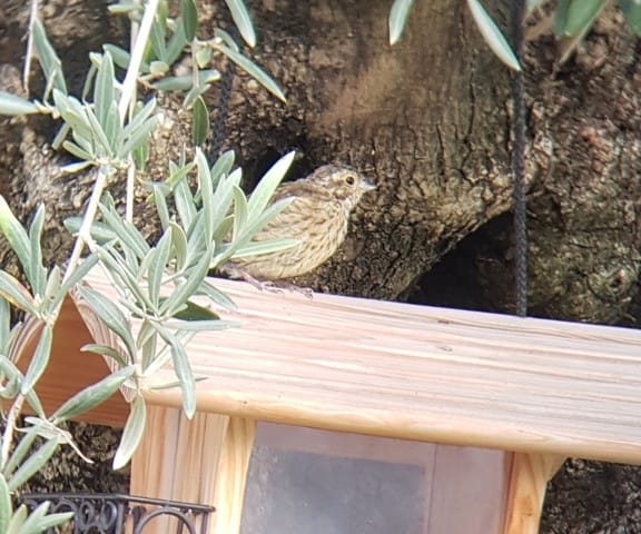 Quel est cet oiseau ?
