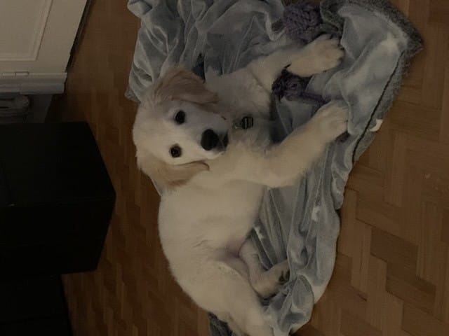 Et si je vous donnais des nouvelles de mon chien?