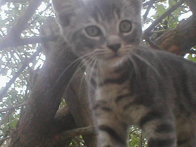 mon chat a une boule à l'oeil