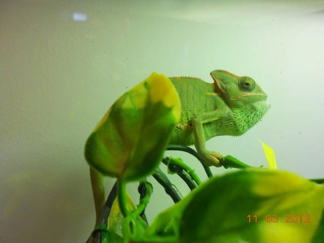 vos reptiles 
