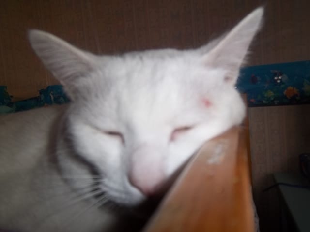 Mon chat a un bouton a côté de l'œil !!!!