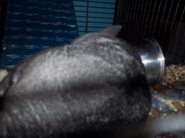 Mon chinchilla!!!!