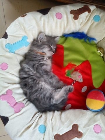 Petite info sur l'Herbe à chat!!!!