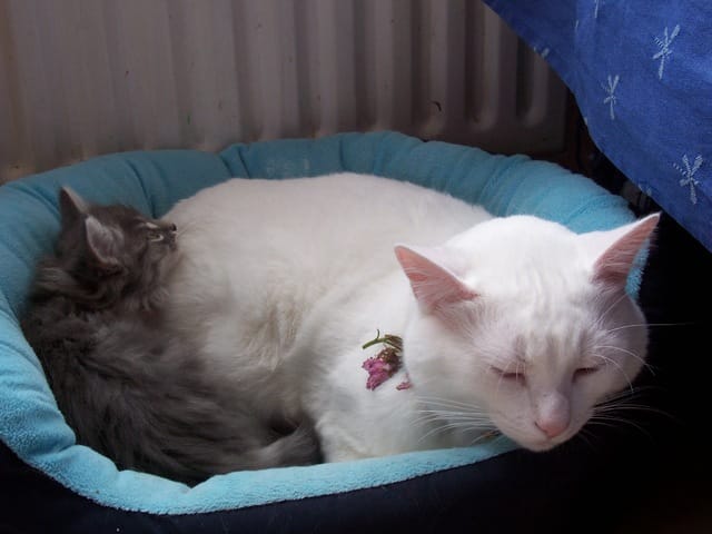 Mon chat est prêt à tout pour mon chaton.