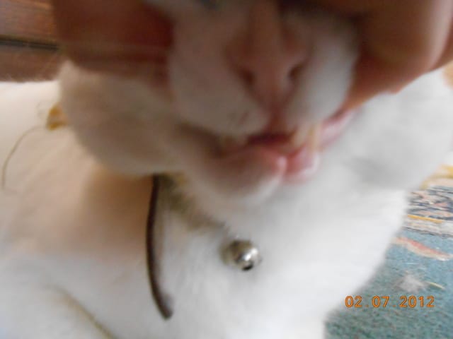 Mon chat a mal à la lèvre, est-ce un abcès ?