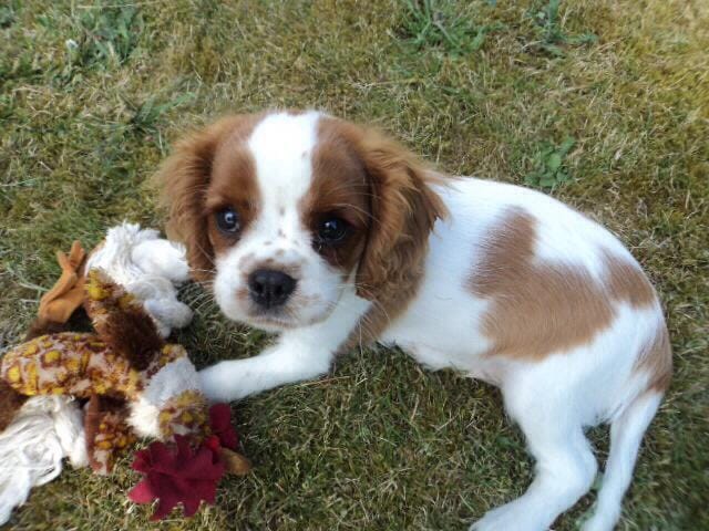 Cavalier King Charle Perdu !!