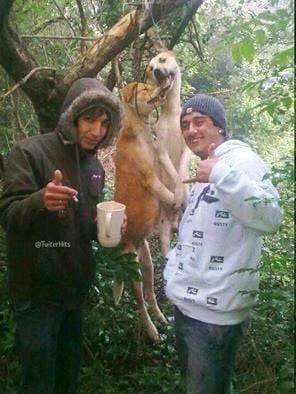 2 Crétins pendent 2 pauvres chiens !!