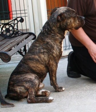 A ADOPTER EN URGENCE !!