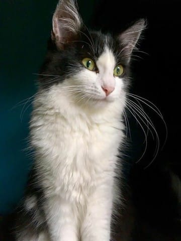 Je cherche à savoir la race de mon chat
