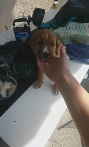 Besoin davis race de chien amstaff ou autre??