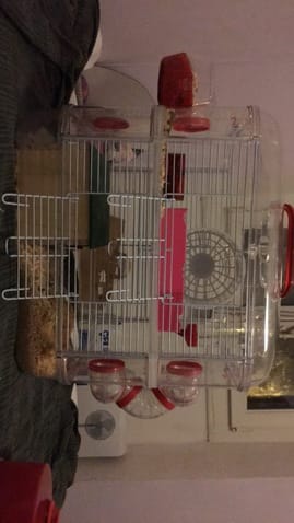 La taille de la cage de ma gerbille est-elle suffisante ?