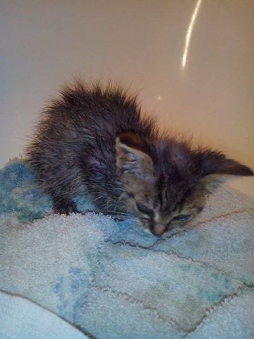 Ma Naya Avant/Après.