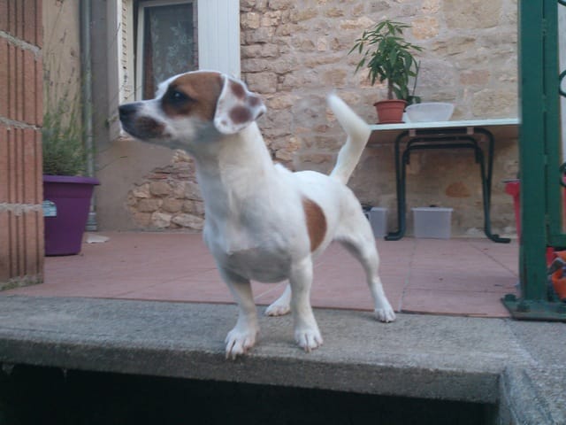 est-ce que ma chienne est une jack russel 